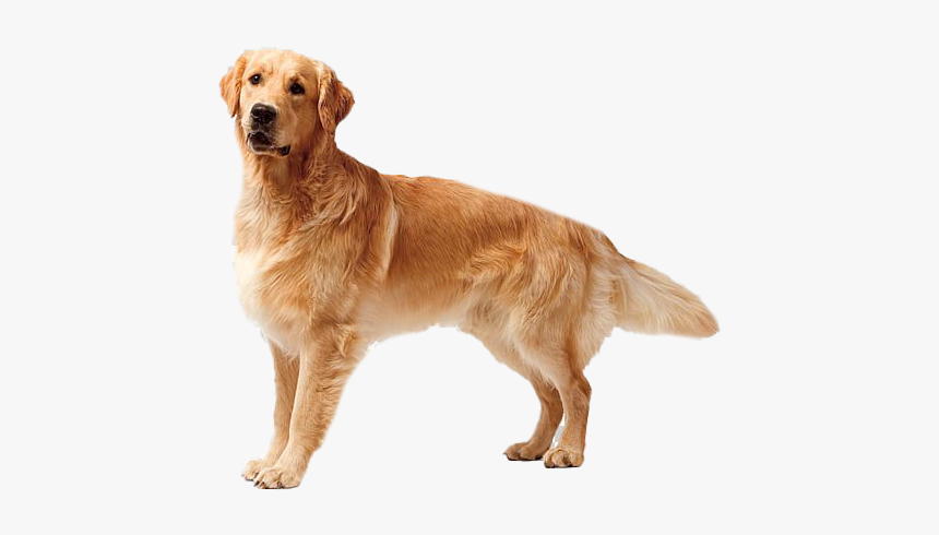 Golden Retriever Dog Png Free Download - Golden Retriever Transparent Background, Png Download, Free Download