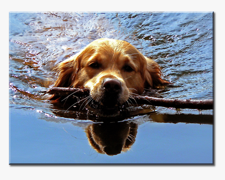 Golden Retriever A Vizbe, HD Png Download, Free Download