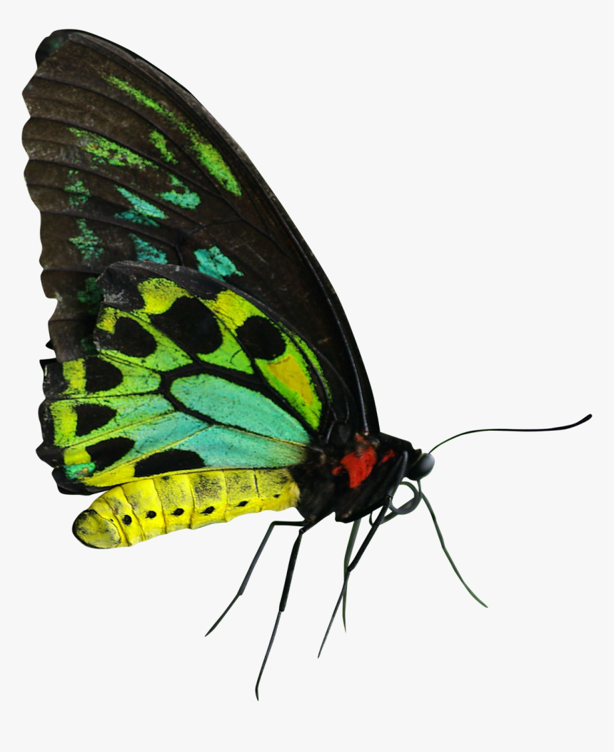 Green Yellow Butterfly, HD Png Download, Free Download