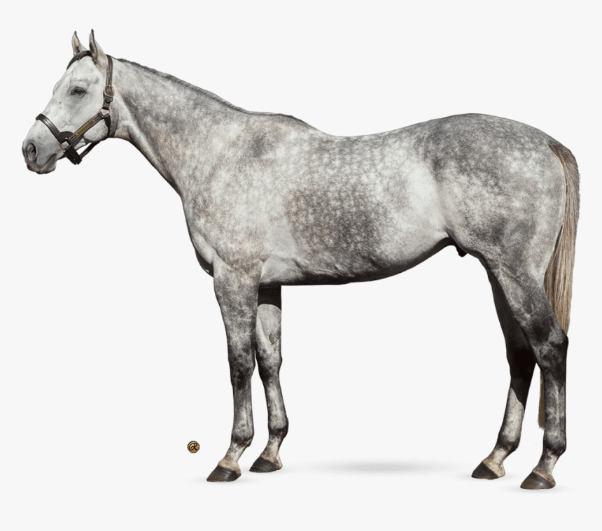 Valiant Minister - Stallion, HD Png Download, Free Download