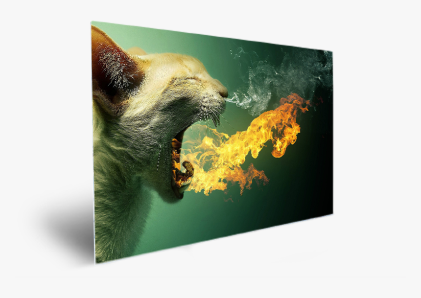 Cat Mouth Fire, HD Png Download, Free Download