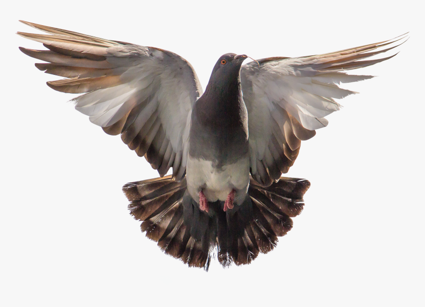 Pigeon Flying, HD Png Download, Free Download