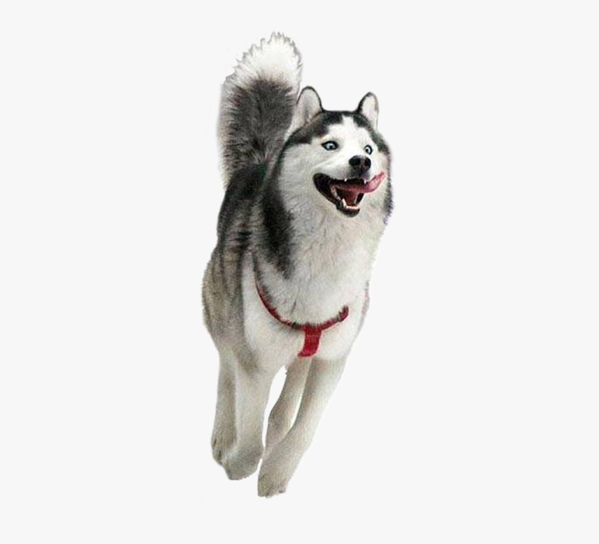 Dog Running Transparent Background, HD Png Download, Free Download