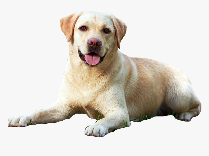 Transparent Dog Owner Png, Png Download, Free Download