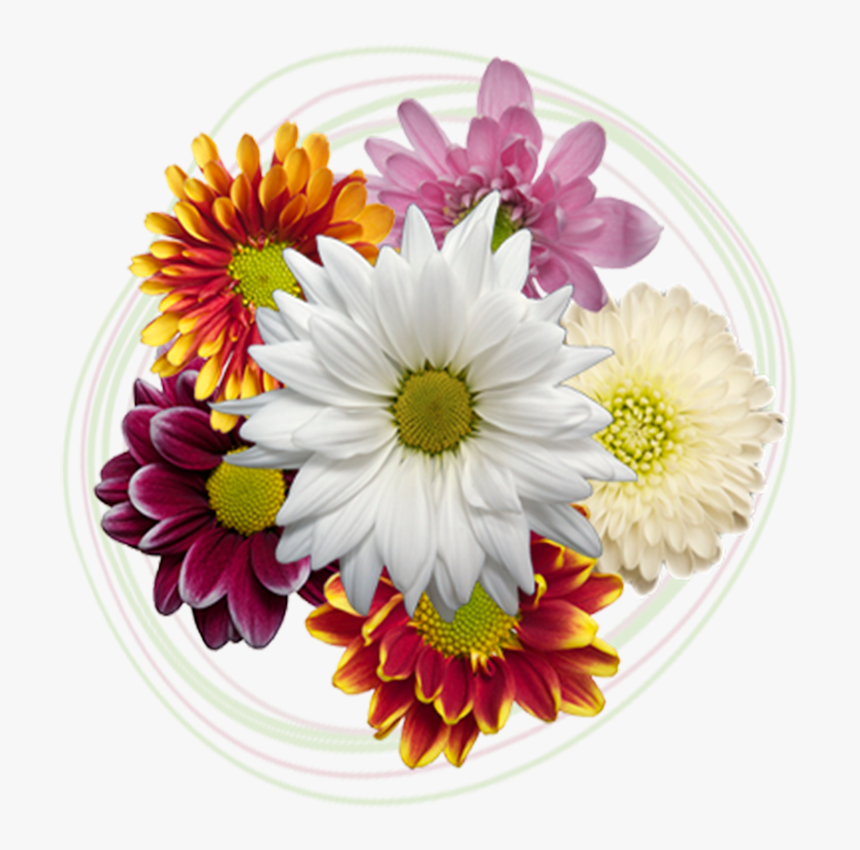 Click To Enlarge Image Poms - Daisy, HD Png Download, Free Download