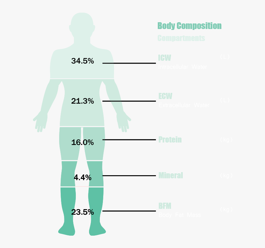 Dedication Of Bioelectric Impedance Analysis - Male, HD Png Download, Free Download