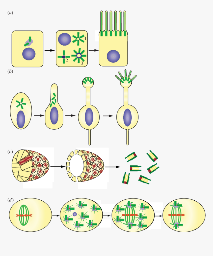 Centrioles In Multiciliated Cells, HD Png Download, Free Download