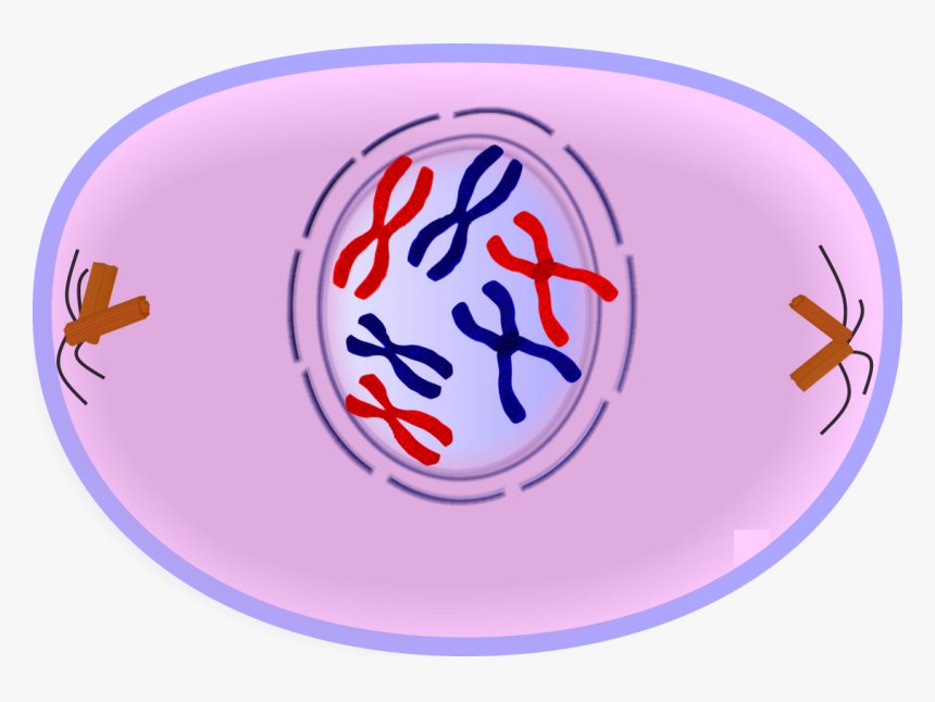 Cell In Prophase, HD Png Download, Free Download