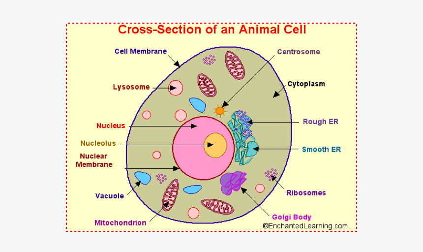 Parts Of A Animal Cell, HD Png Download, Free Download