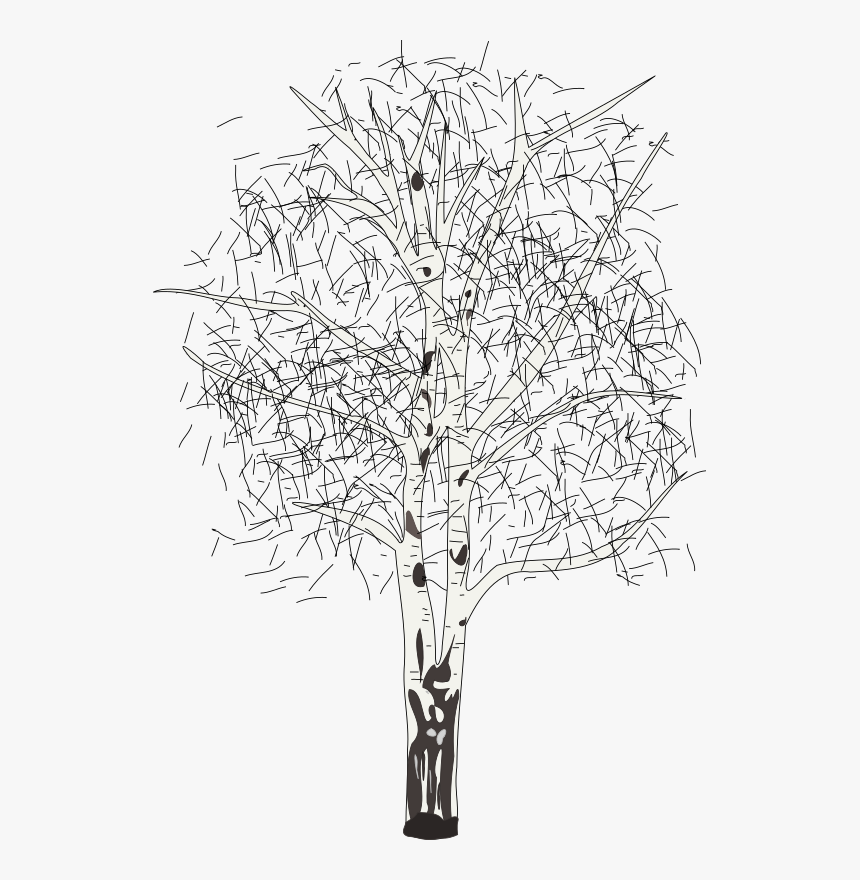 Leafless Birch - Birch Clipart Black And White, HD Png Download, Free Download