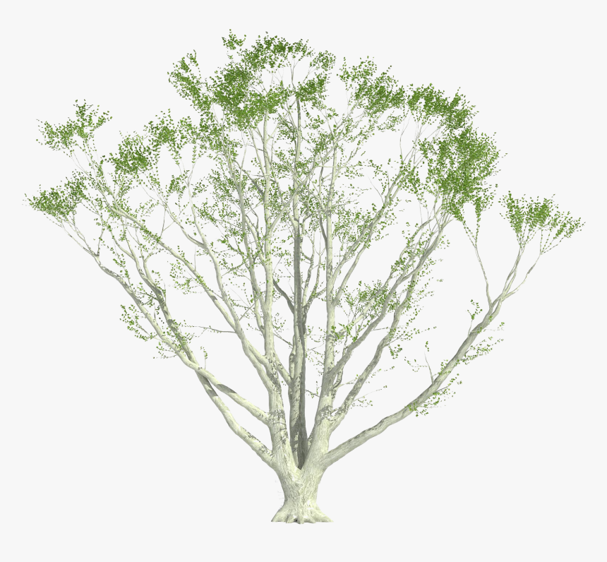 Pond Pine, HD Png Download, Free Download