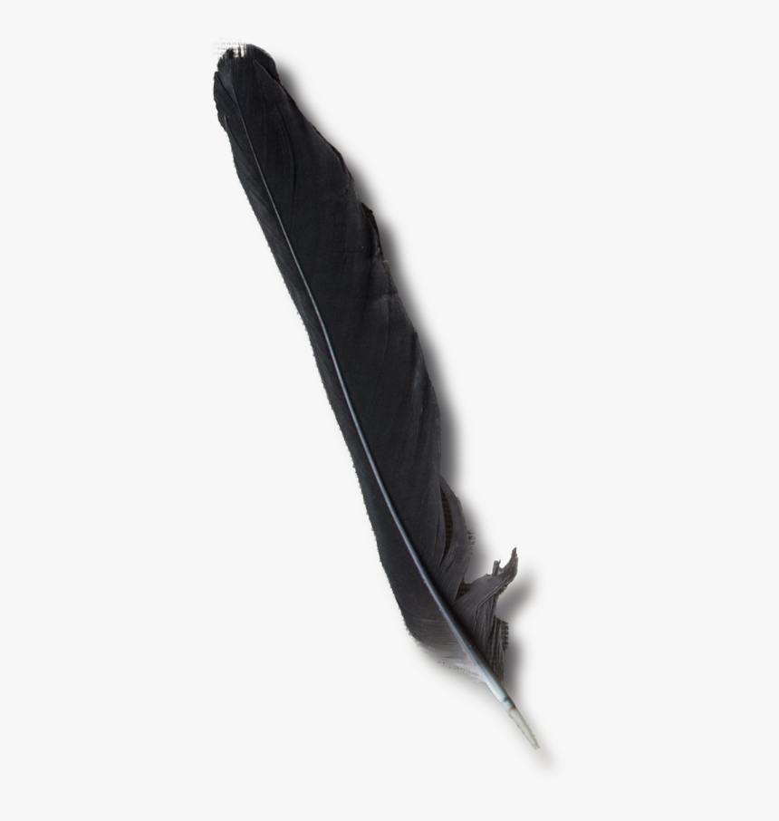 Raven Feather Png, Transparent Png, Free Download