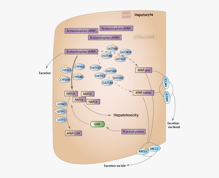 Diagram, HD Png Download, Free Download