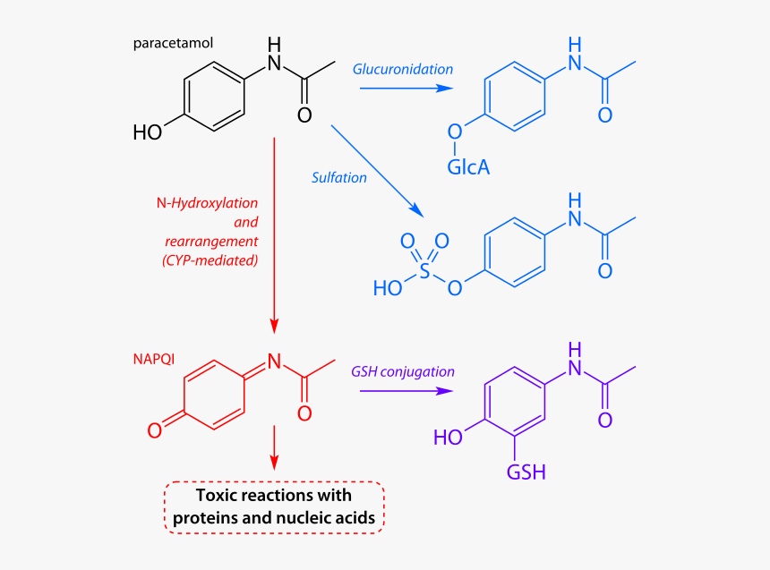 Paracetamol Metabolism, HD Png Download, Free Download