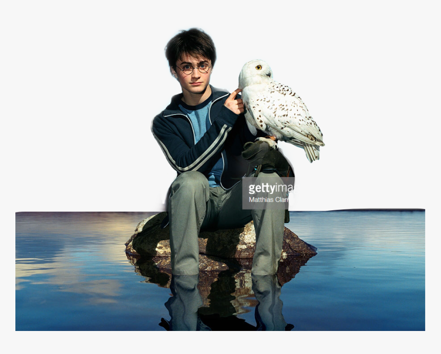 #harrypotter #harry #potter #danielradcliffe #hedwig - Harry Potter Pet Owl Name, HD Png Download, Free Download