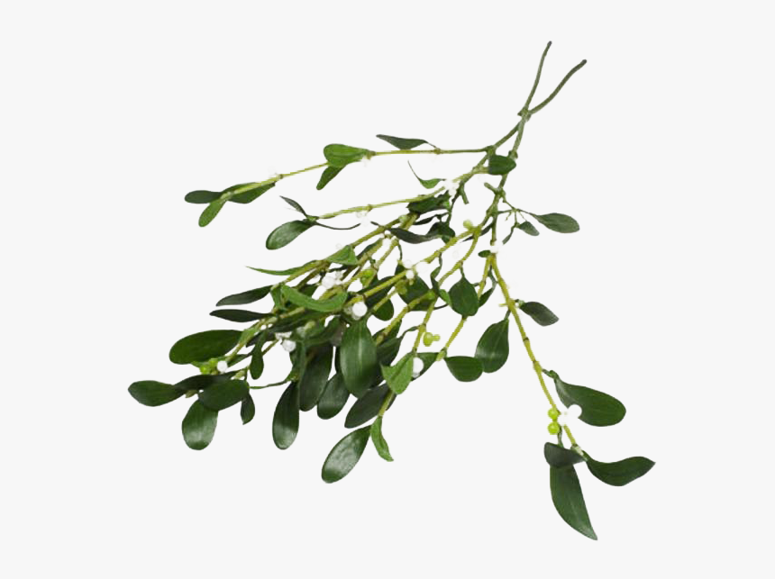 Real Mistletoe Png - Difference Holly And Mistletoe, Transparent Png, Free Download