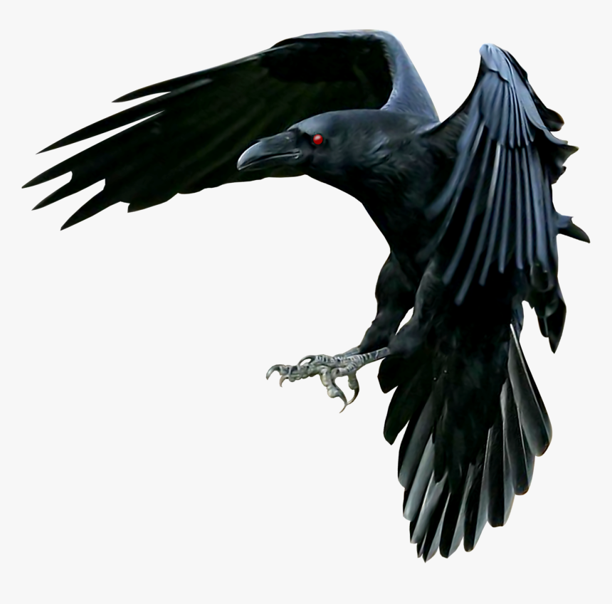 Evil Crow Png - Raven, Transparent Png, Free Download