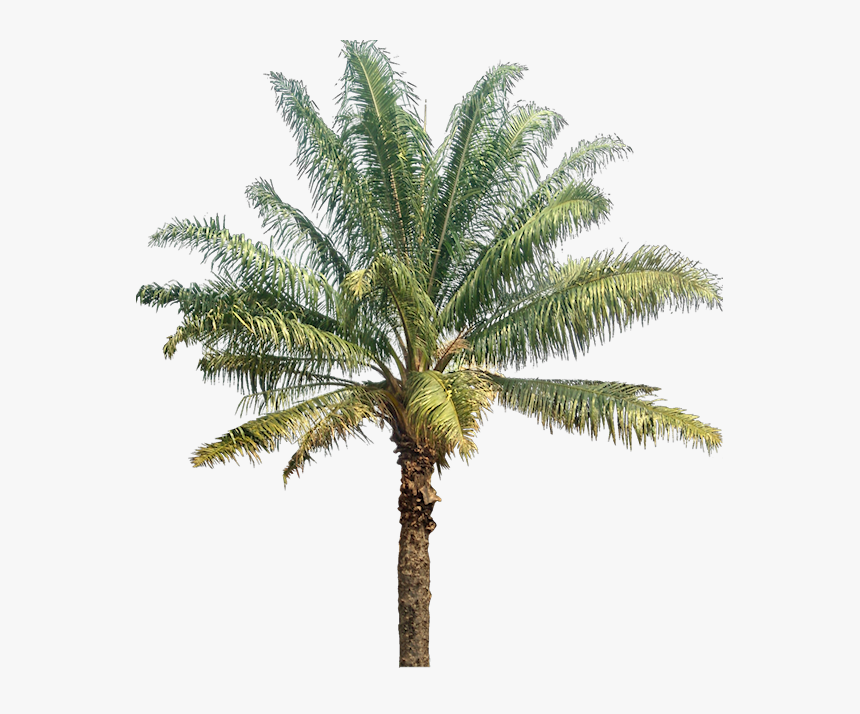 Palm & Coconut Trees Texture - Oil Palm Tree Png, Transparent Png, Free Download