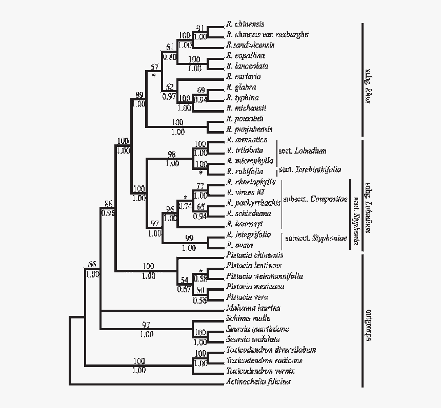 Diagram, HD Png Download, Free Download