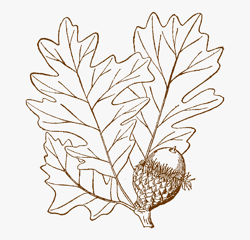 Bur Oak Logo - Bur Oak Acorn Drawing, HD Png Download, Free Download