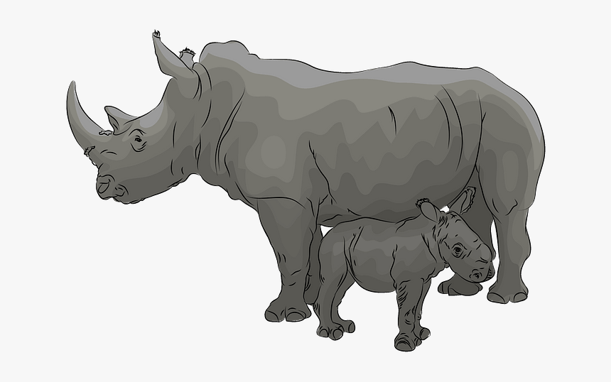 Black Rhinoceros, HD Png Download, Free Download