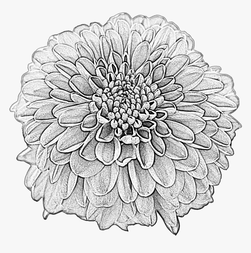 Black Dahlia Drawing Png, Transparent Png, Free Download