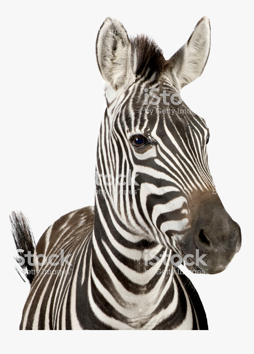 Zebra Bw, HD Png Download, Free Download