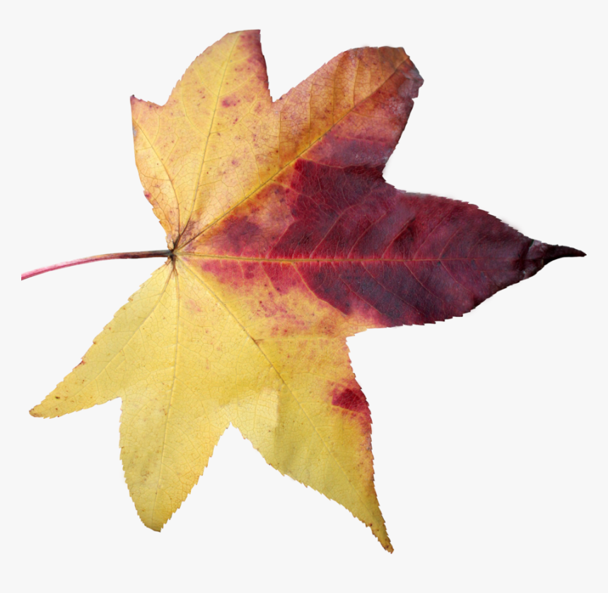 Leaf Png 05 By Thy Darkest Hour - Portable Network Graphics, Transparent Png, Free Download