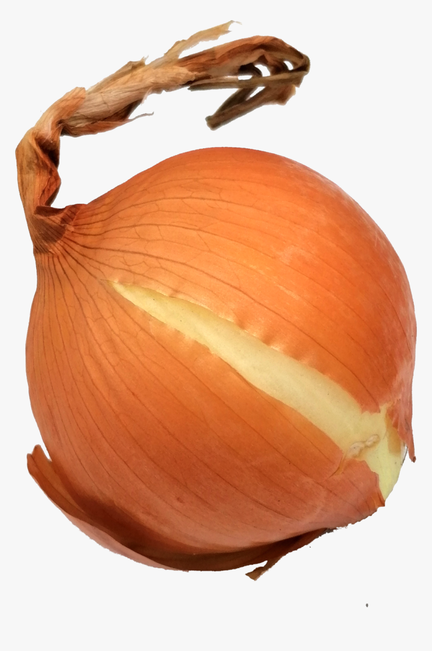 Onion-3 - Yellow Onion, HD Png Download, Free Download