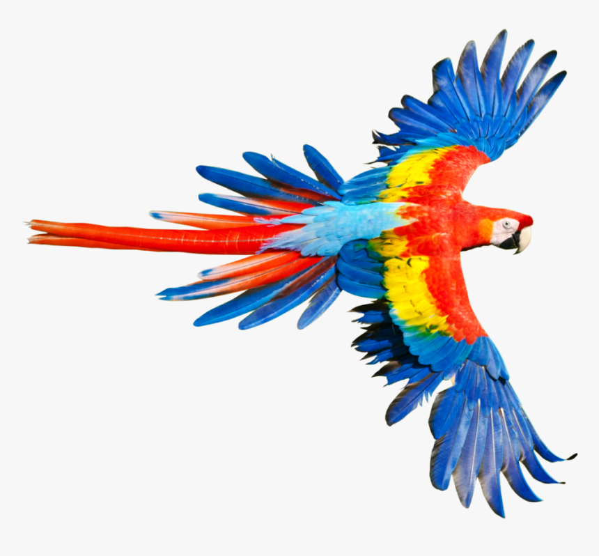 Rainforest Clipart Macaw - Parrot With Wings Open, HD Png Download, Free Download