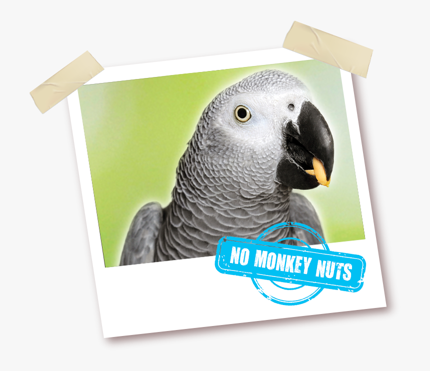 African Grey Gourmet - Parrot, HD Png Download, Free Download