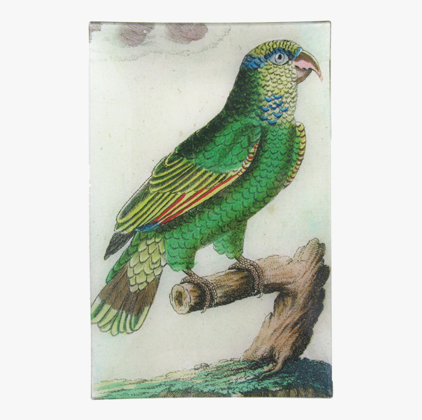 Green Parrot Png, Transparent Png, Free Download