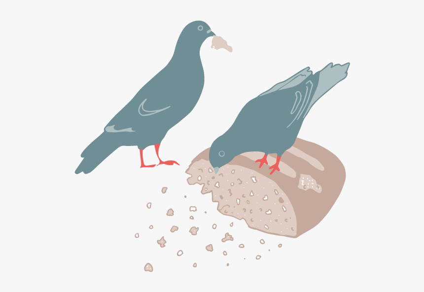Two Pigeons Eating Bread - Common Gallinule, HD Png Download, Free Download