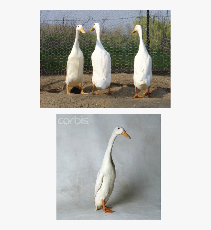 Picture - White Duck Long Neck, HD Png Download, Free Download