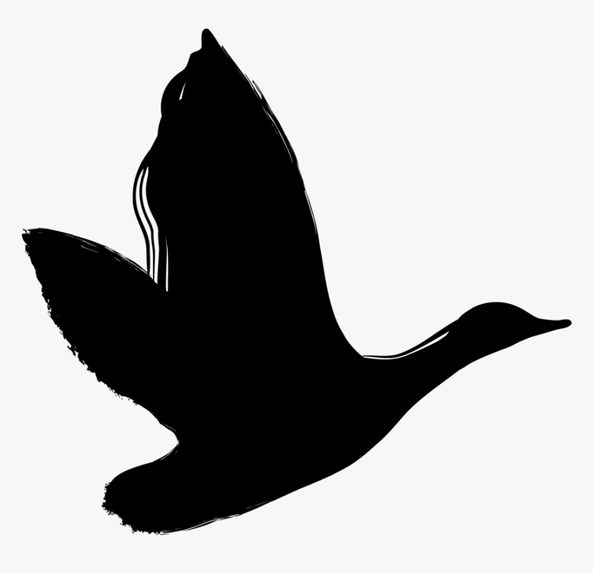 Seabird, HD Png Download, Free Download