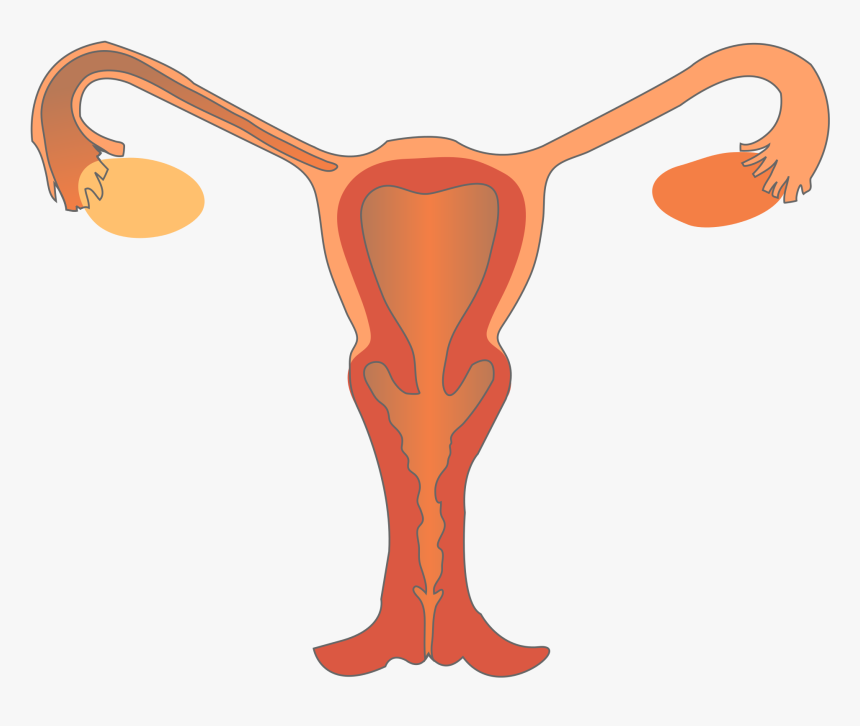 Thumb Image - Female Reproductive System Anterior, HD Png Download, Free Download