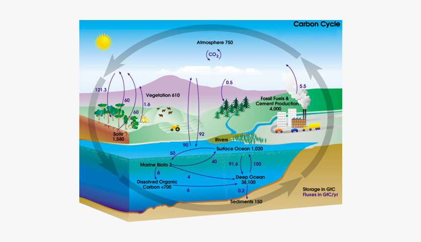 Carbon Cycle - Deposition Carbon Cycle, HD Png Download, Free Download