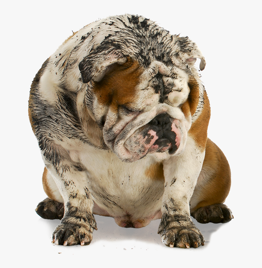 Transparent Dog Bath Png - Dirty Dog Png, Png Download, Free Download