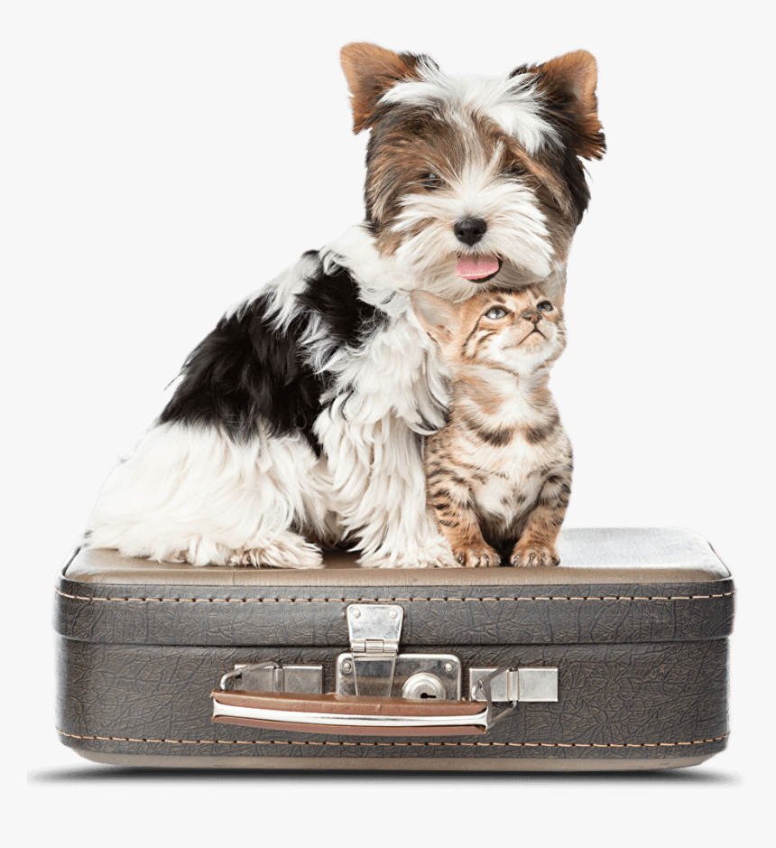 Dog Cat"
 Class="service Image - Yorkshire Terrier Biewer, HD Png Download, Free Download