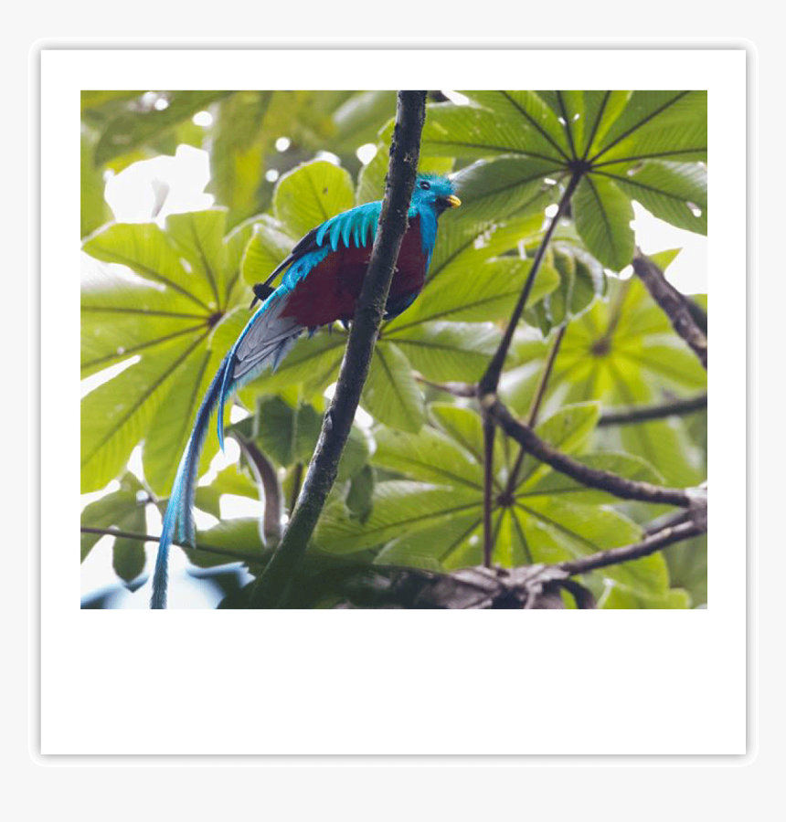 Quetzal Img - Macaw, HD Png Download, Free Download