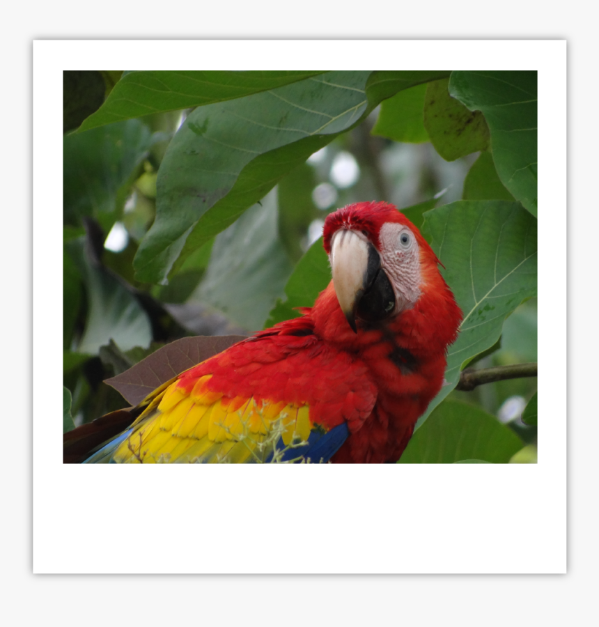 Lapa Roja Img - Macaw, HD Png Download, Free Download