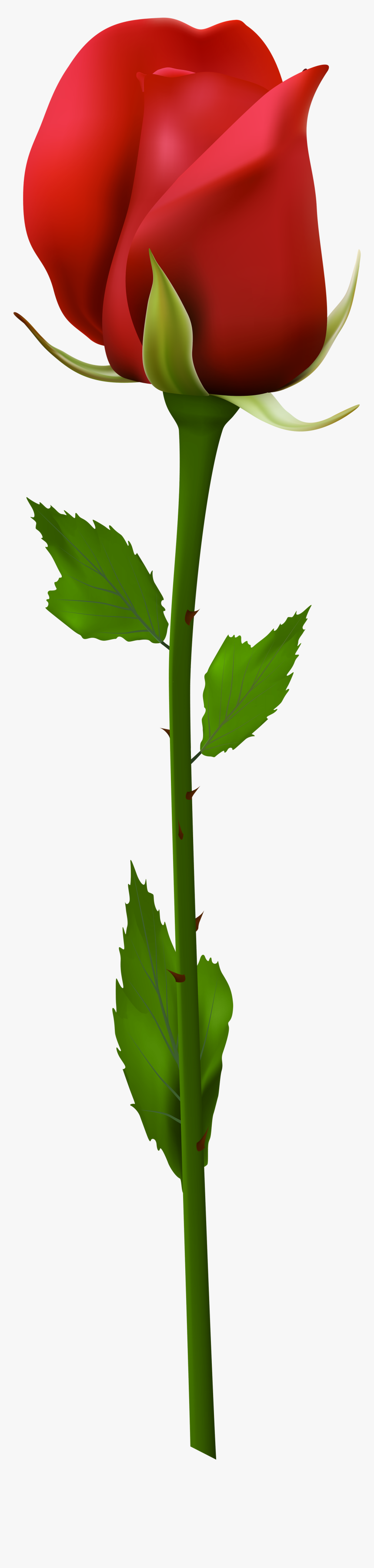 Swamp Tree Clipart Png Royalty Free Red Rose Clip Art - Long Stem Rose Clip Art, Transparent Png, Free Download