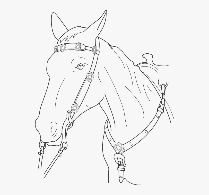 Horse Head Png Clipart - Desenhos De Cabeça De Cavalo, Transparent Png, Free Download