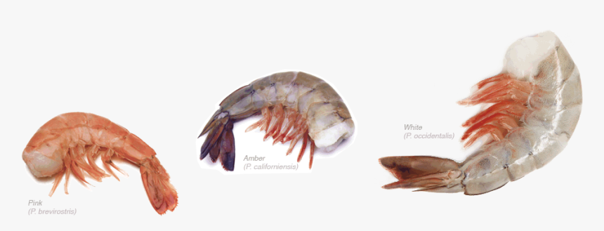 Pearl Islands - Litopenaeus Setiferus, HD Png Download, Free Download