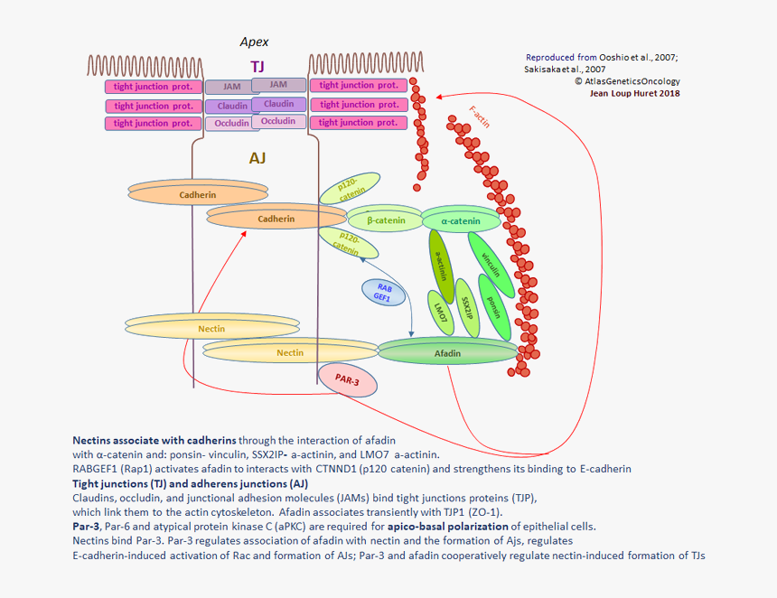 Diagram, HD Png Download, Free Download