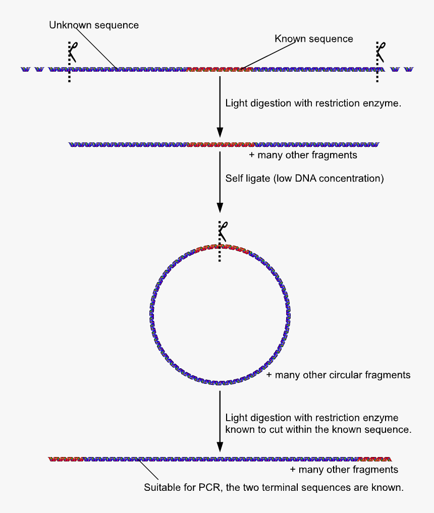 Inverse Pcr 2 - Inversion Pcr, HD Png Download, Free Download