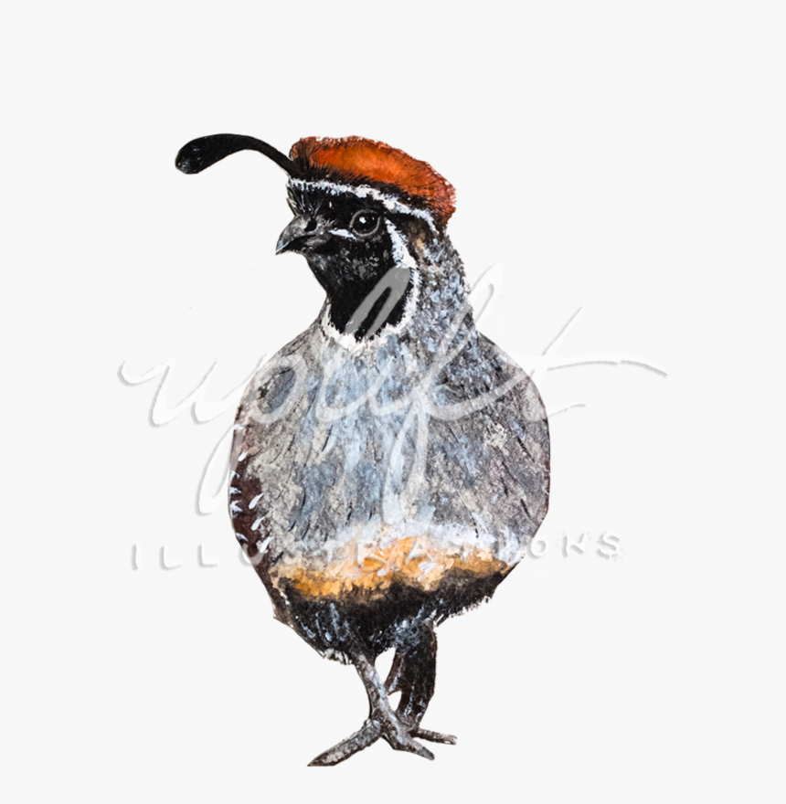 Quail, HD Png Download, Free Download