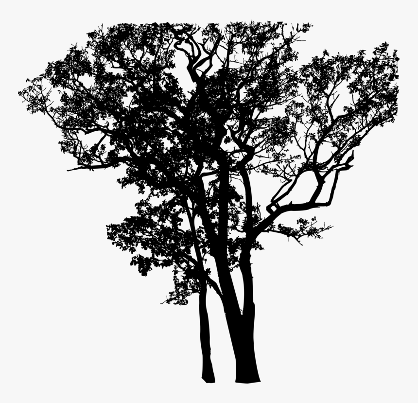 Plant,flower,oak - Eucalyptus Tree Black And White Tattoo, HD Png Download, Free Download