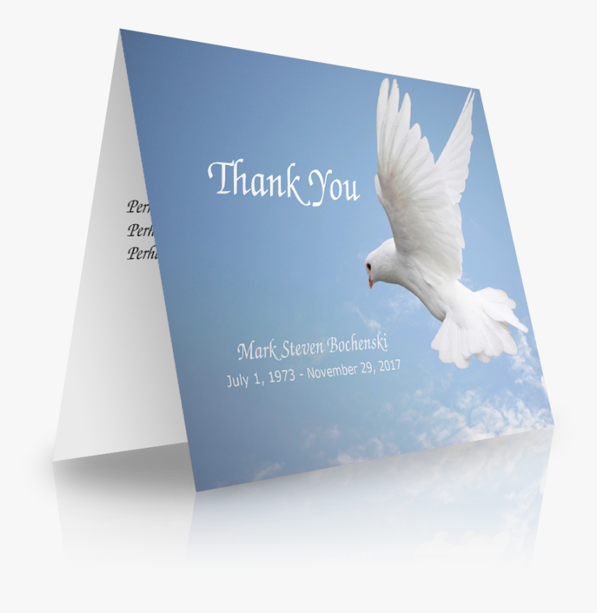 Gull, HD Png Download, Free Download