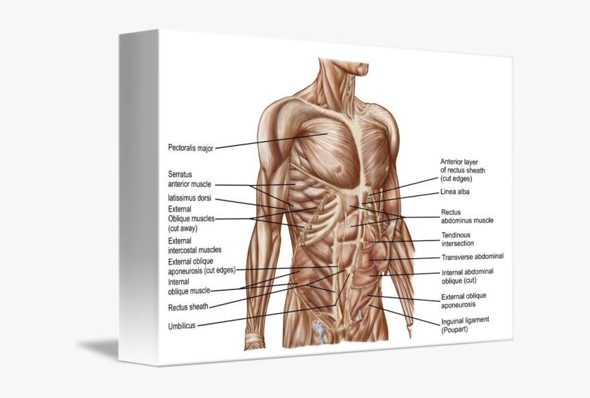 Anatomical Muscle Stretching Png - Human Abdominal Muscle Anatomy, Transparent Png, Free Download